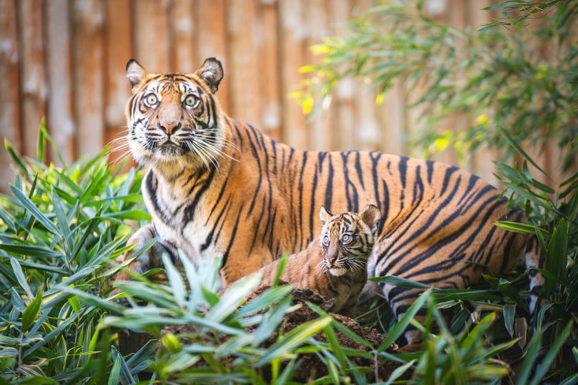 Czworaczki z wrocławskiego zoo - małe tygrysy sumatrzańskie