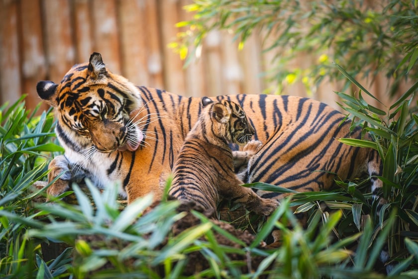 Czworaczki z wrocławskiego zoo - małe tygrysy sumatrzańskie
