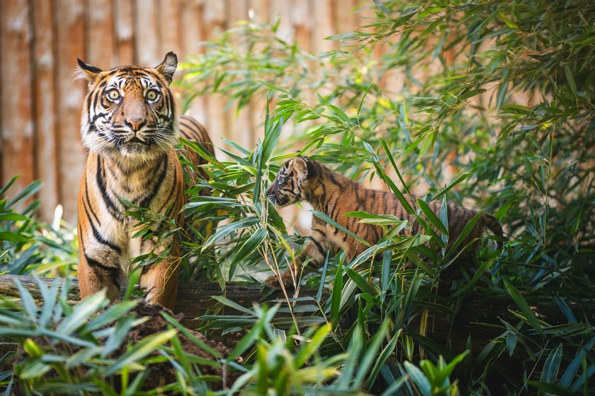 Czworaczki z wrocławskiego zoo - małe tygrysy sumatrzańskie