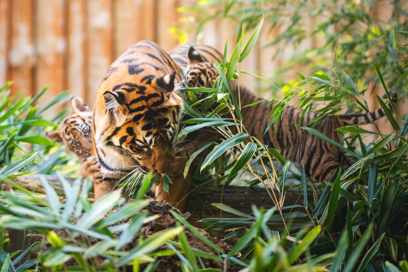 Czworaczki z wrocławskiego zoo - małe tygrysy sumatrzańskie