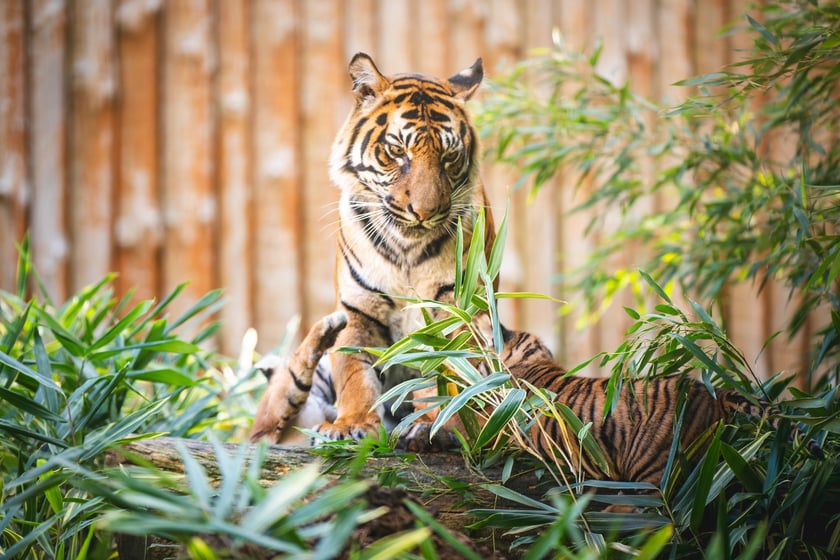 Czworaczki z wrocławskiego zoo - małe tygrysy sumatrzańskie