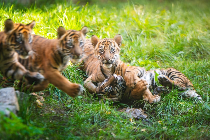 Czworaczki z wrocławskiego zoo - małe tygrysy sumatrzańskie