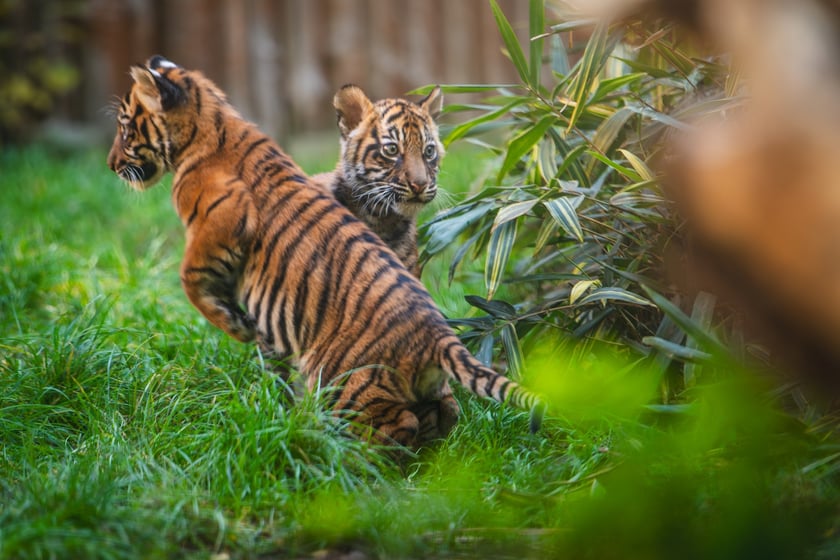Czworaczki z wrocławskiego zoo - małe tygrysy sumatrzańskie