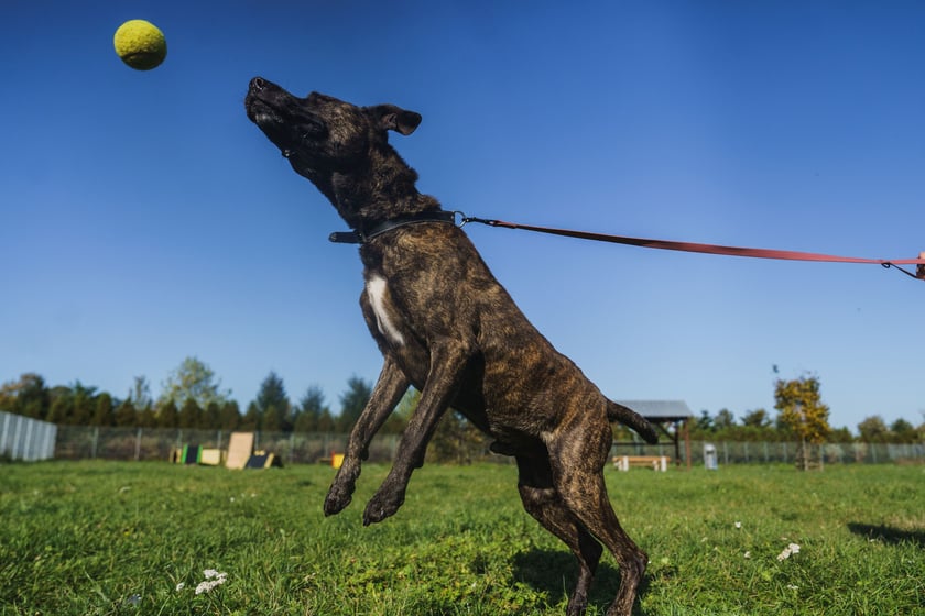 Eli ma ok. 7 lat. Trafił do schroniska jako znaleziony. Bardzo ufny, otwarty i wesoły. Z innymi psami może się dogadać, ale bywa konfliktowy, więc polecany do domu jako jedynak. Eli uwielbia piłki, smaczki. Pięknie wykonuje podstawowe komendy.