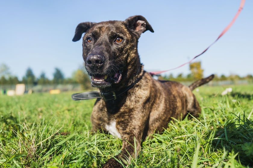 Eli ma ok. 7 lat. Trafił do schroniska jako znaleziony. Bardzo ufny, otwarty i wesoły. Z innymi psami może się dogadać, ale bywa konfliktowy, więc polecany do domu jako jedynak. Eli uwielbia piłki, smaczki. Pięknie wykonuje podstawowe komendy.
