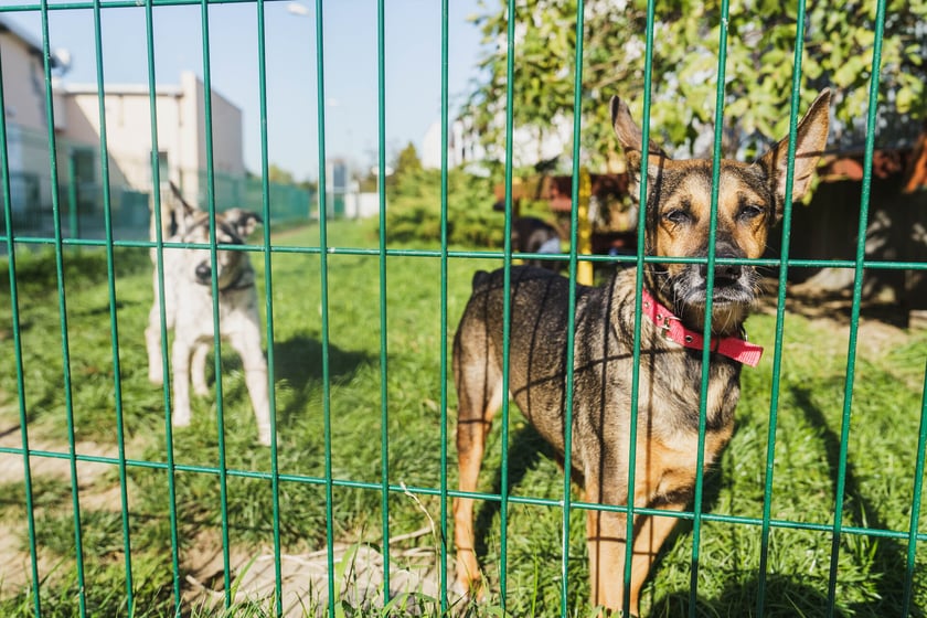 Diana jest 9-letnią suczką, kt&oacute;ra trafiła do schroniska jako znaleziona. Miała wielki guz podbrzusza. Diana jest już po operacji i ma się świetnie. Na początku była nieco wycofana i zlękniona, ale teraz to wesoła, kontaktowa sunia.