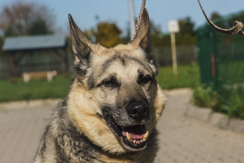 Thor to około 9-letni średniej wielkości pies. To wesoły i przyjazny do ludzi psiak. Chętnie siada i daje łapę, a w zamian uwielbia dostawać nagrody. Lubi też głaskanie. Jest energiczny i lubi dłuższe spacery. Grzecznie chodzi na smyczy, nie ciągnie.