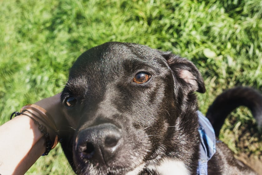 Lesio to ok. 4-letni psiak. Został zwr&oacute;cony po adopcji, ponieważ w domu wykazywał agresję - gł&oacute;wnie bronił zasob&oacute;w. Lesio to sympatyczny i przyjazny pies, ale musi znać granice i mieć opiekuna doświadczonego. Bardzo garnie się do ludzi, jest kontaktowy.
