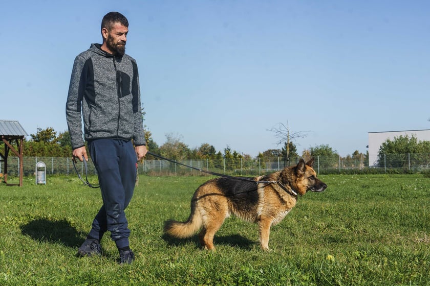 Loko jest dojrzałym owczarkiem niemieckim z długą historią. Wielokrotnie adoptowany, ale niestety wracał do schroniska. Loko to pies jednego właściciela - związuje się silnie z jedną osobą, cały świat może dla niego wtedy nie istnieć. Loko dobrze dogaduje się z innymi psami. Polecany do domu bardzo doświadczonego, z maksymalnie dwoma opiekunami.