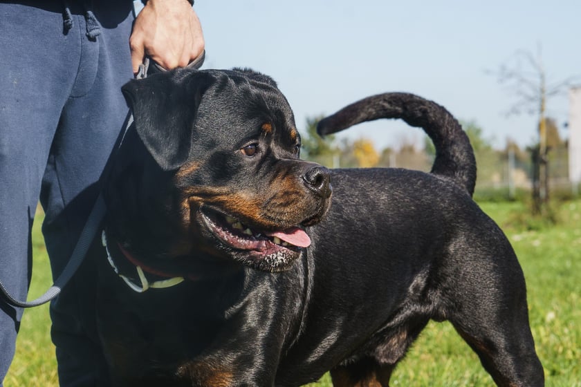 Igor ma 4 lata. Jest rottweilerem, kt&oacute;ry do schroniska trafił jako oddany przez właściciela. Charakterny, pewny siebie pies. Bardzo lojalny i sympatyczny wobec os&oacute;b, kt&oacute;re pozna i polubi. Nie lubi jednak obcych i trzeba umieć nad nim zapanować.