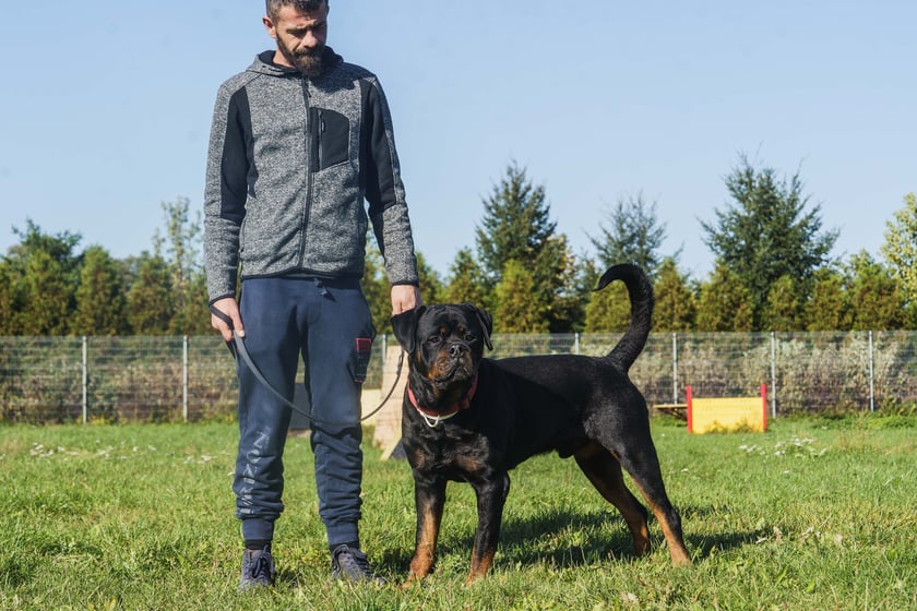Igor ma 4 lata. Jest rottweilerem, kt&oacute;ry do schroniska trafił jako oddany przez właściciela. Charakterny, pewny siebie pies. Bardzo lojalny i sympatyczny wobec os&oacute;b, kt&oacute;re pozna i polubi. Nie lubi jednak obcych i trzeba umieć nad nim zapanować.