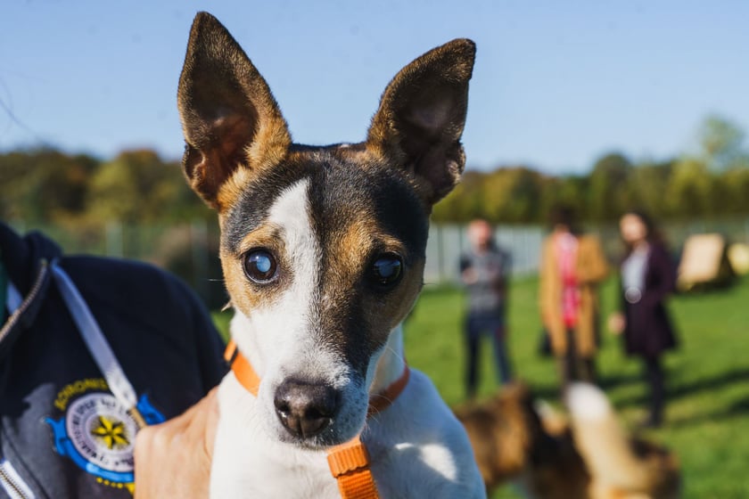 Deni to 12-letnia suczka w typie Jack Russell Terrier. Do schroniska trafiła po śmierci właściciela. Deni nie widzi. Zdarza jej się w gonitwie lub emocjach zahaczyć o przedmioty na drodze. To suczka ppełna energii, wesoła, kontaktowa,. Dobrze dogaduje się z innymi psami wsp&oacute;lnie spacerując, ale bywa zazdrosna o uwagę opiekuna.