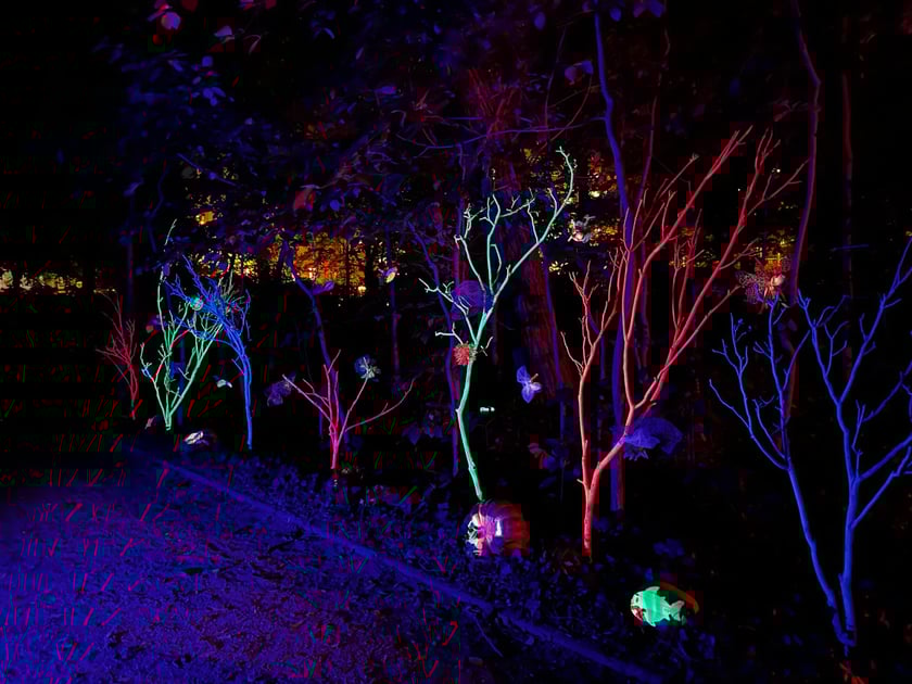 Wieczorne, dyniowe iluminacje w Ogrodzie Botanicznym