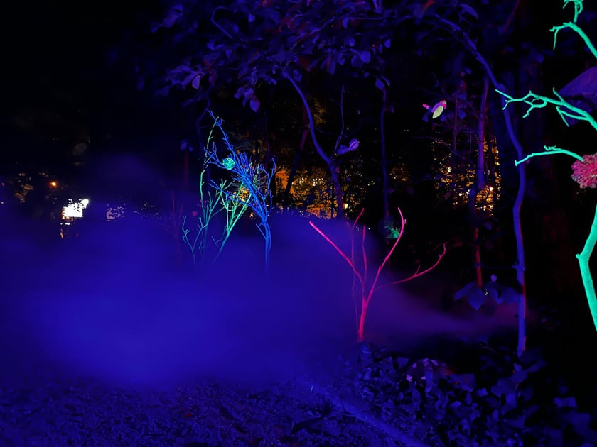 Wieczorne, dyniowe iluminacje w Ogrodzie Botanicznym
