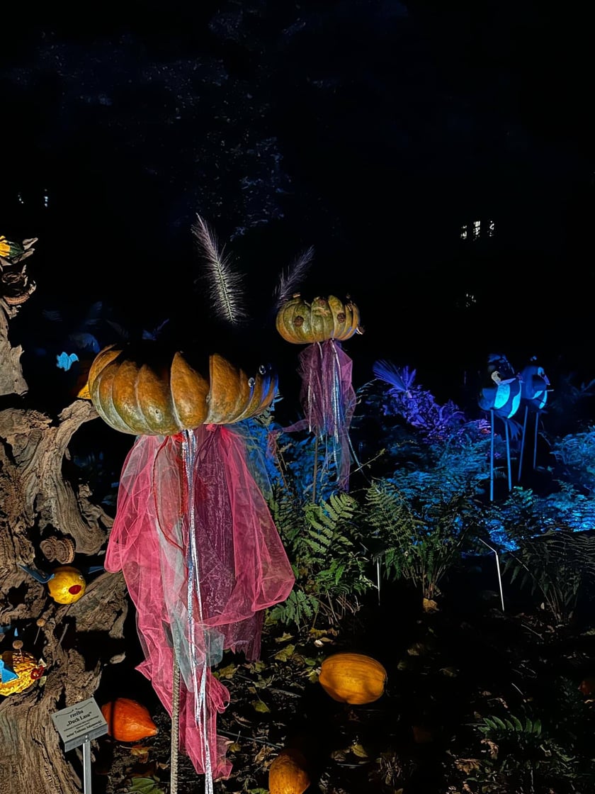 Wieczorne, dyniowe iluminacje w Ogrodzie Botanicznym