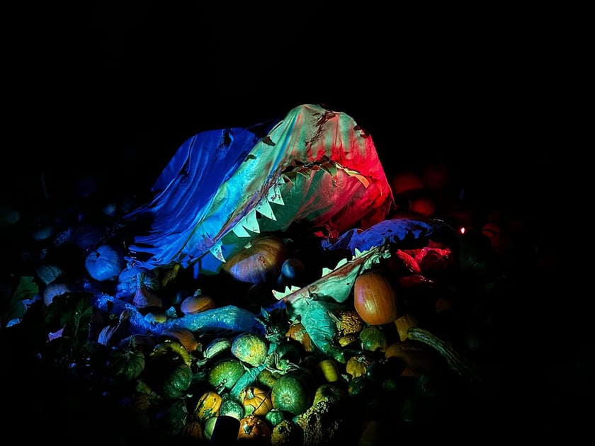 Wieczorne, dyniowe iluminacje w Ogrodzie Botanicznym