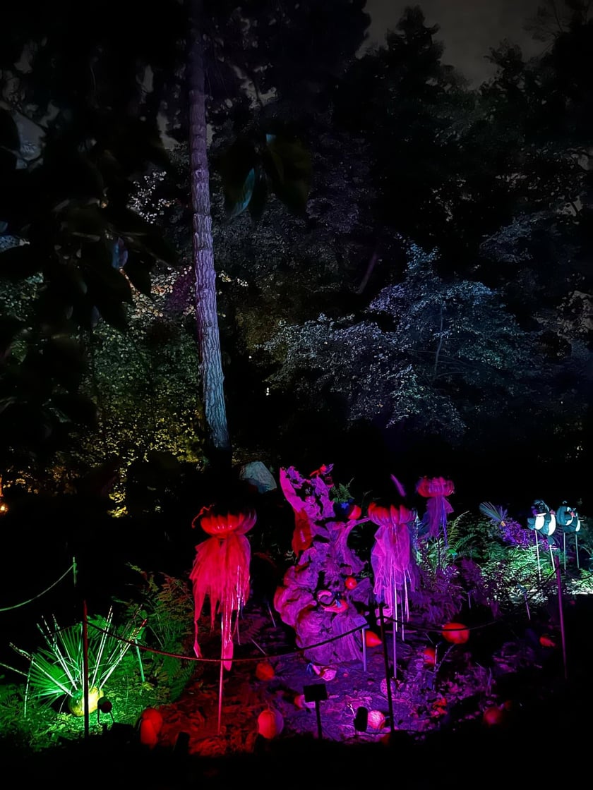 Wieczorne, dyniowe iluminacje w Ogrodzie Botanicznym
