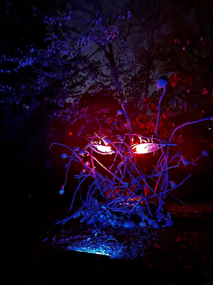 Wieczorne, dyniowe iluminacje w Ogrodzie Botanicznym