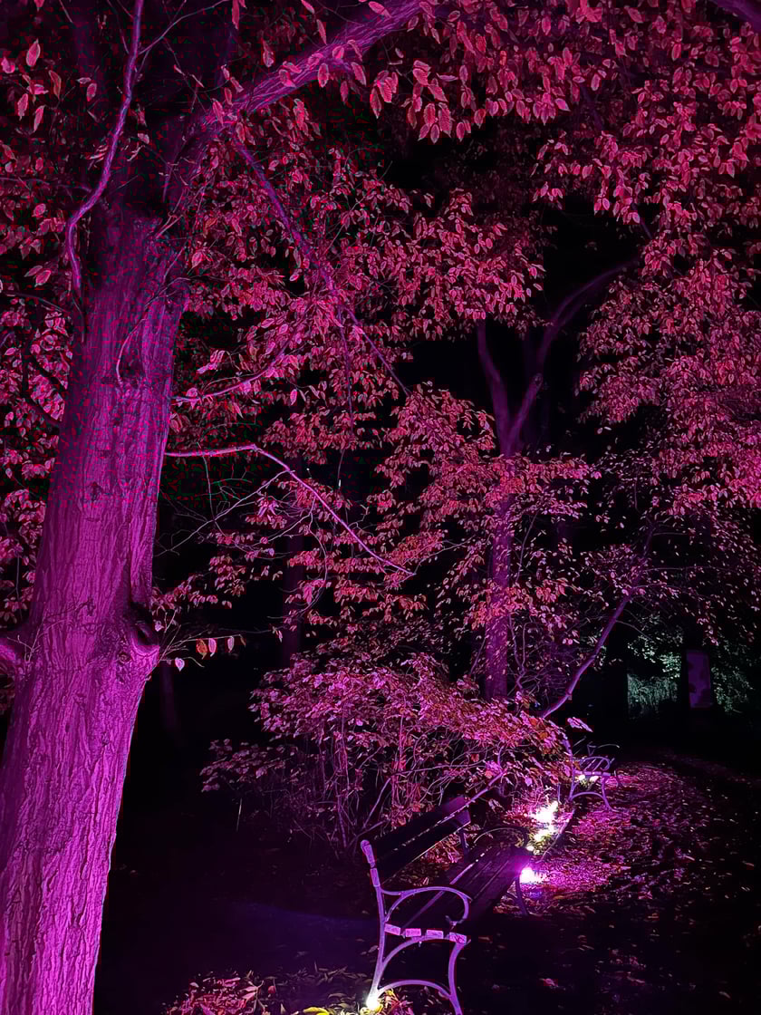 Wieczorne, dyniowe iluminacje w Ogrodzie Botanicznym