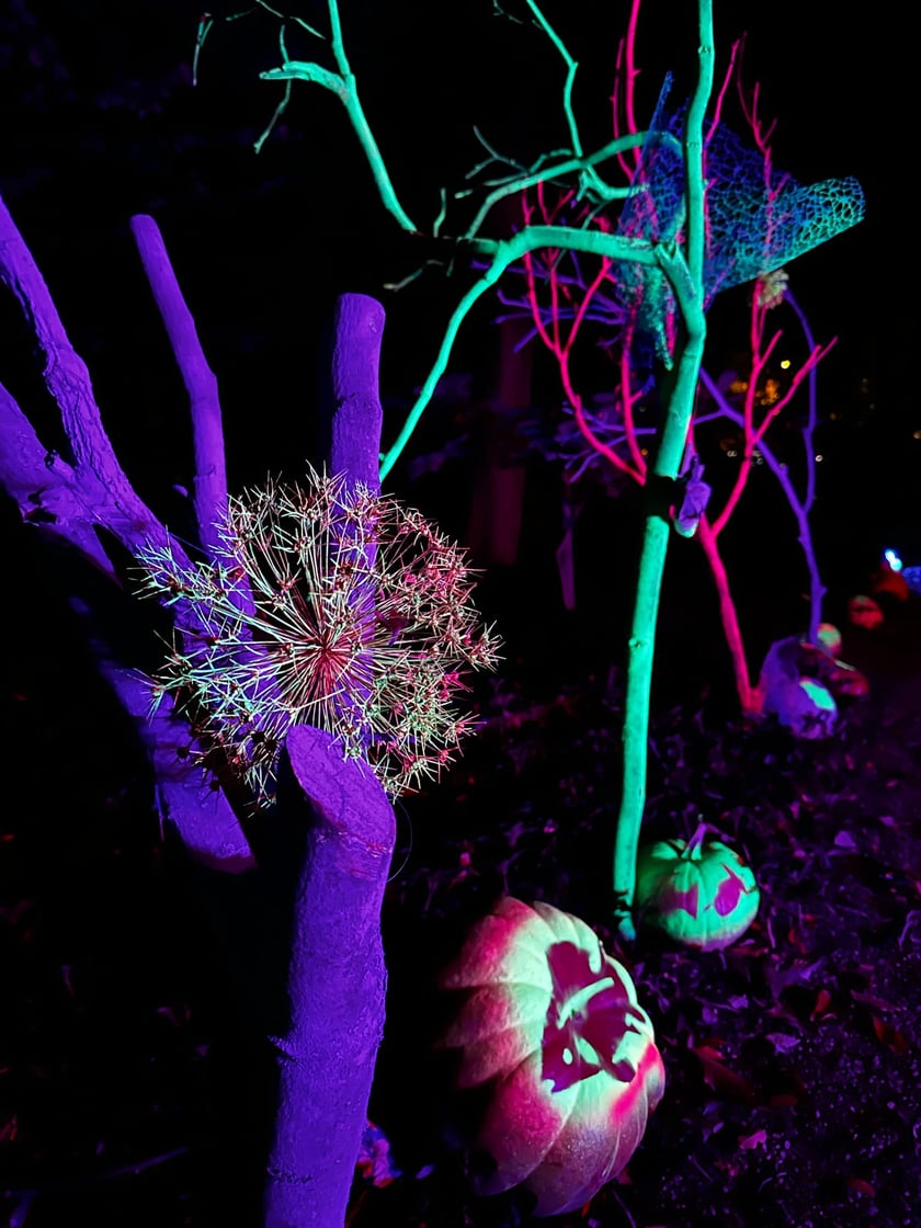 Wieczorne, dyniowe iluminacje w Ogrodzie Botanicznym