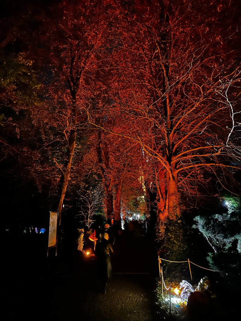 Wieczorne, dyniowe iluminacje w Ogrodzie Botanicznym