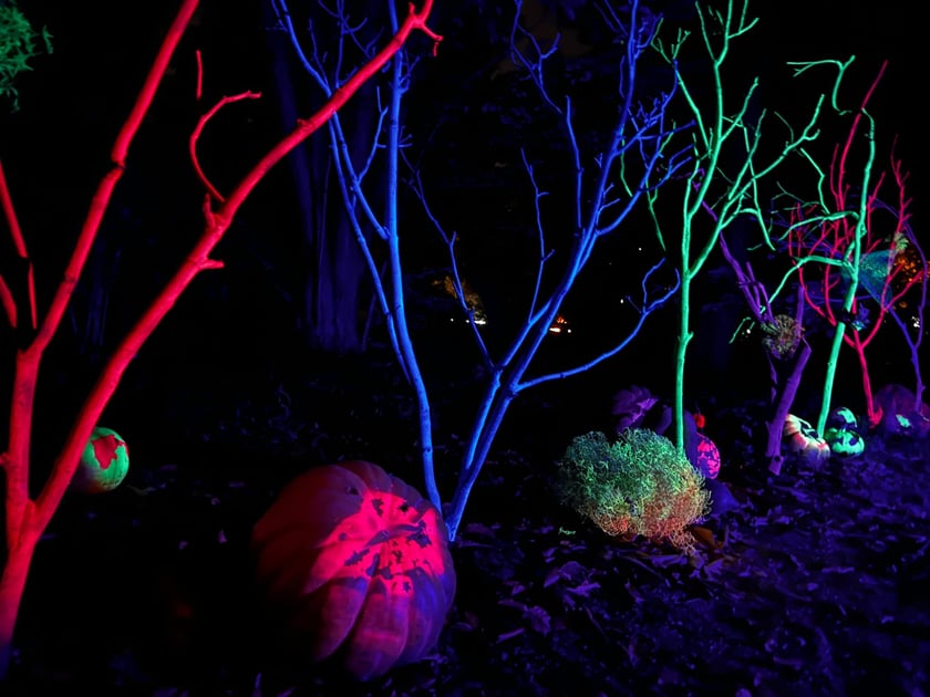 Wieczorne, dyniowe iluminacje w Ogrodzie Botanicznym