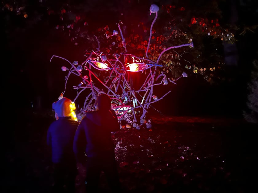 Wieczorne, dyniowe iluminacje w Ogrodzie Botanicznym