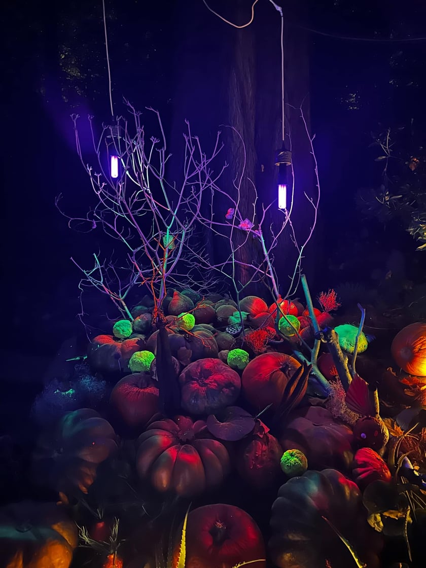 Wieczorne, dyniowe iluminacje w Ogrodzie Botanicznym