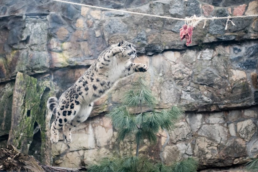 Pantery śnieżne z wrocławskiego zoo