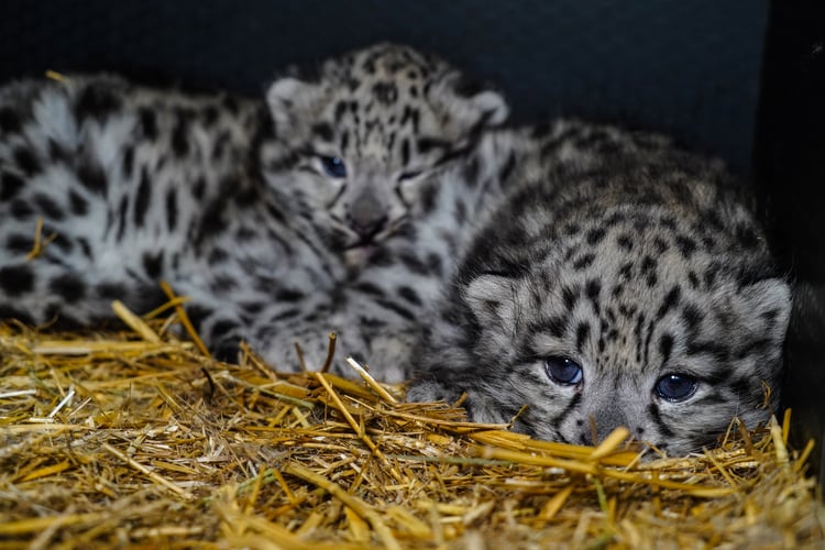 Młode pantery śnieżne z wrocławskiego zoo - zdjęcie z 2023 roku