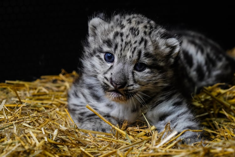 Młoda pantera śnieżna z wrocławskiego zoo - zdjęcie z 2023 roku