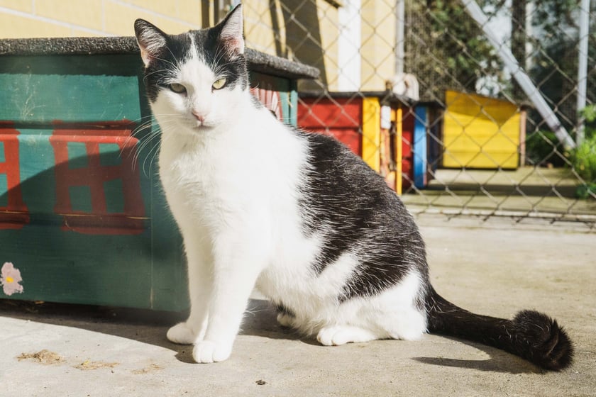 Kiwi ma ok. 8 lat. Był kotem wolno żyjącym, ale pięknie się oswaja w schronisku. Kiwi uwielbia inne koty. Ma lekkie zaburzenia neurologiczne.