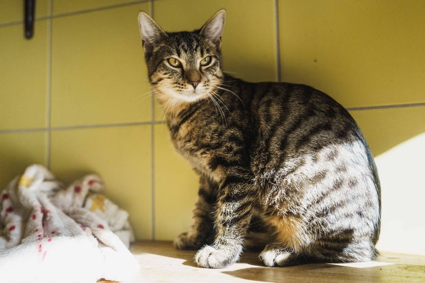 Ok. 8-miesięczny Jaś to kotek delikatny i nieco nieufny. Potrzebuje czasu i warunk&oacute;w domowych, aby się oswoić. Jaś dobrze dogaduje się z innymi kotami.