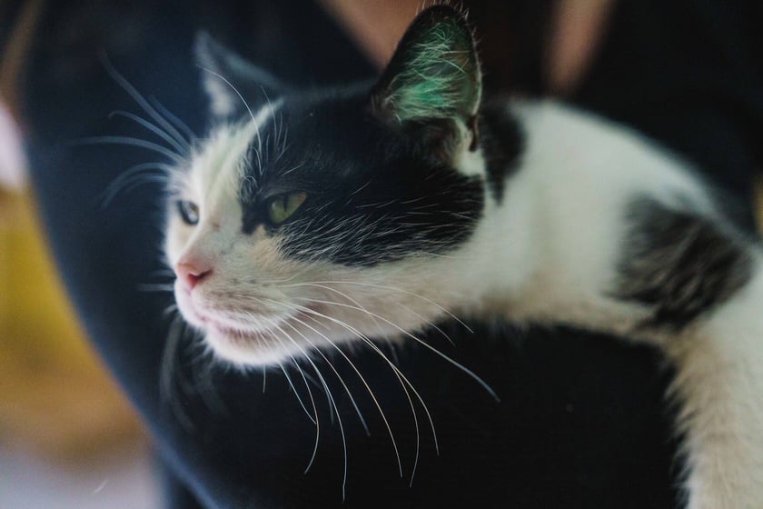 2-letnia Fiona poleca się do adopcji. To kotka bardzo towarzyska i kontaktowa. Chce być w centrum uwagi :) Fionka ma charakterek. Nie przepada za innymi kotami.