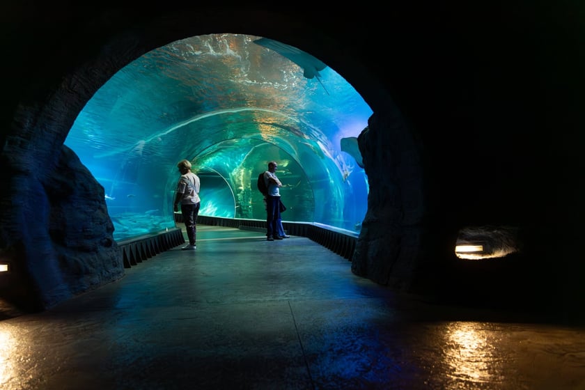 Afrykarium we wrocławskim zoo - Kanał Mozambicki