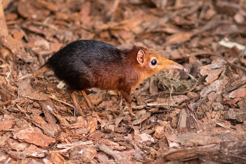 Afrykarium we wrocławskim zoo sorkonos czarno-rdzawy