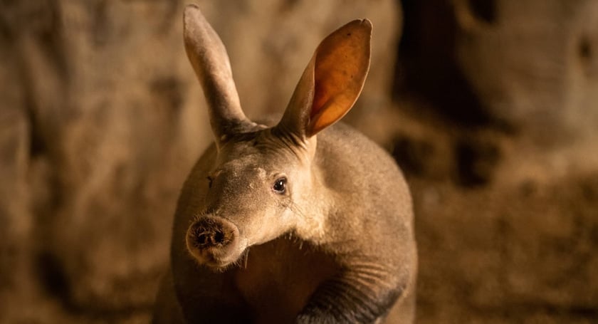 Afrykarium we wrocławskim zoo - mr&oacute;wnik