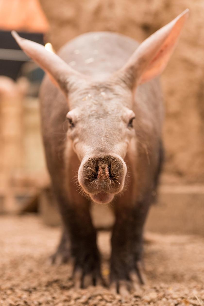 Afrykarium we wrocławskim zoo - mr&oacute;wnik