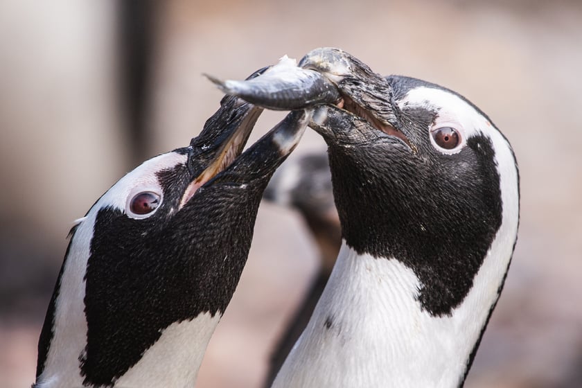 Afrykarium we wrocławskim zoo - pingwiny przylądkowe