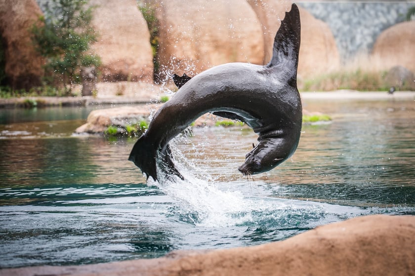 Afrykarium we wrocławskim zoo -&nbsp; kotik afrykański
