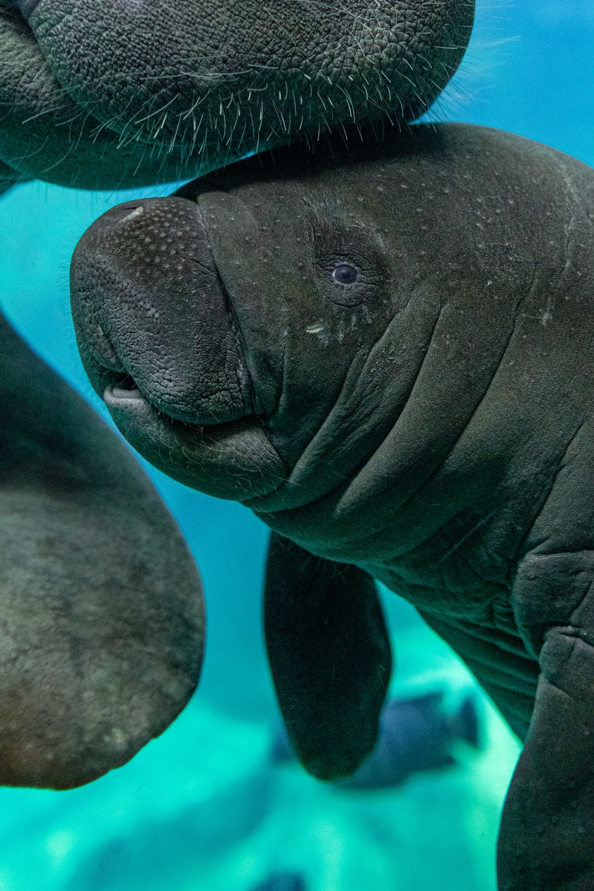 Afrykarium we wrocławskim zoo -&nbsp; manaty