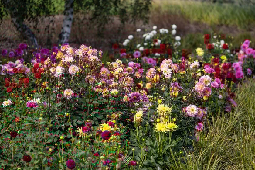 Arboretum Wojsławice jesienią