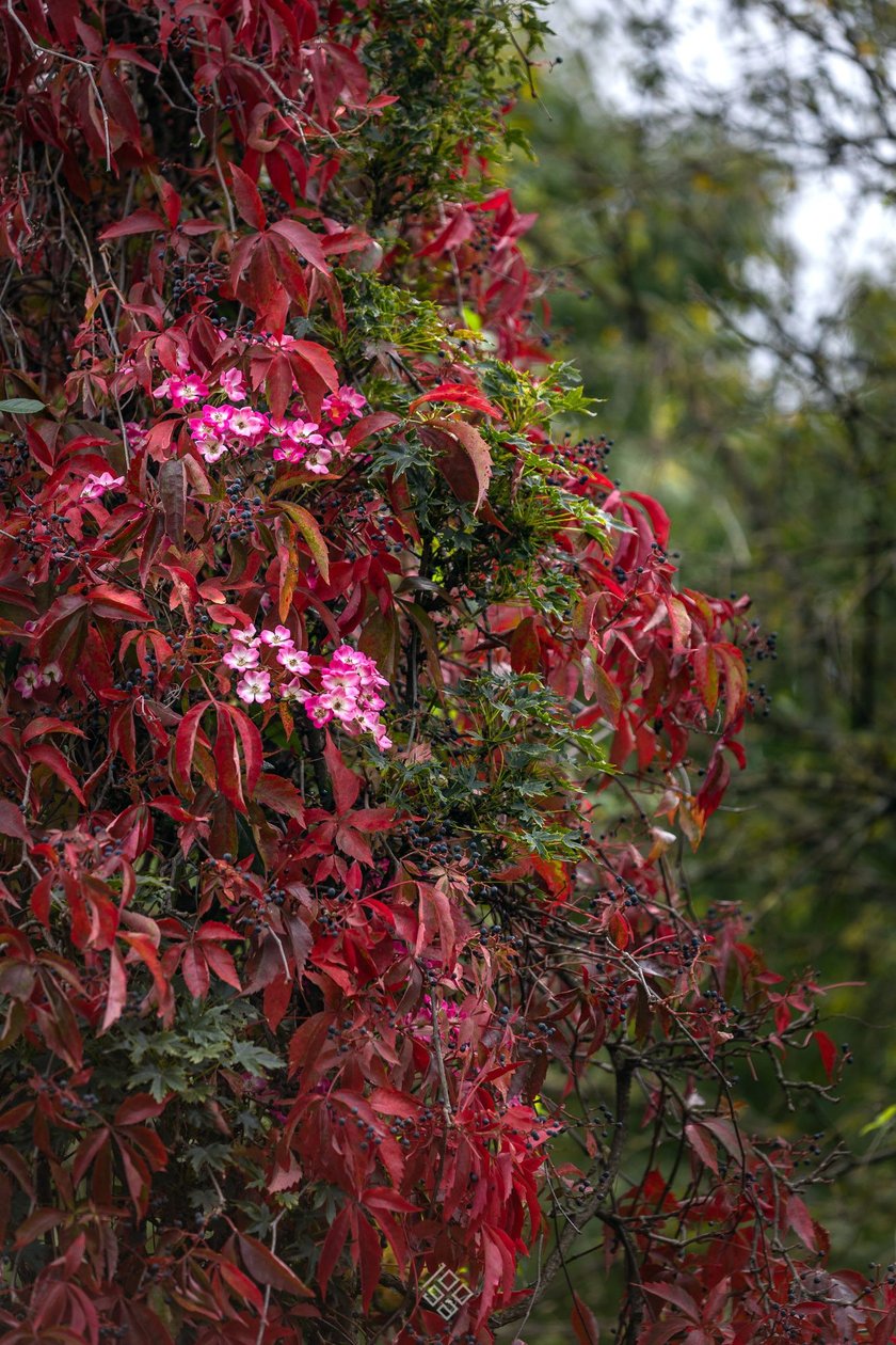 Arboretum Wojsławice jesienią