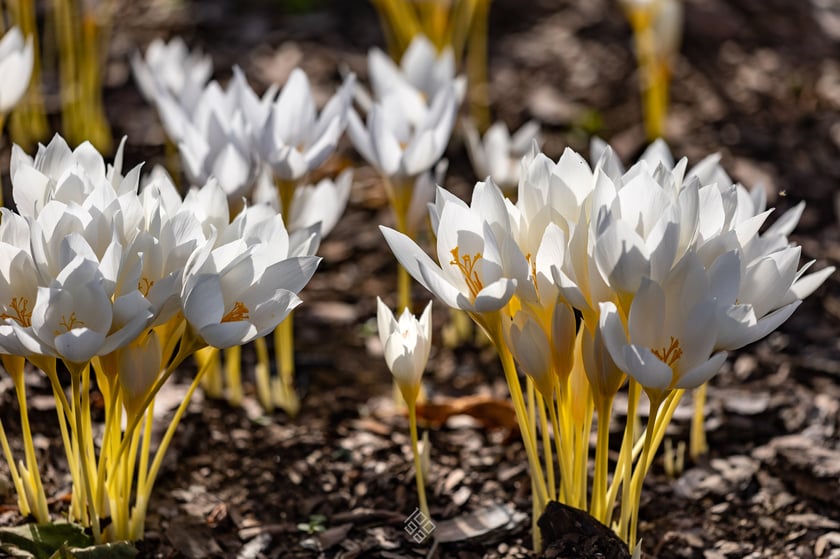 Arboretum Wojsławice jesienią