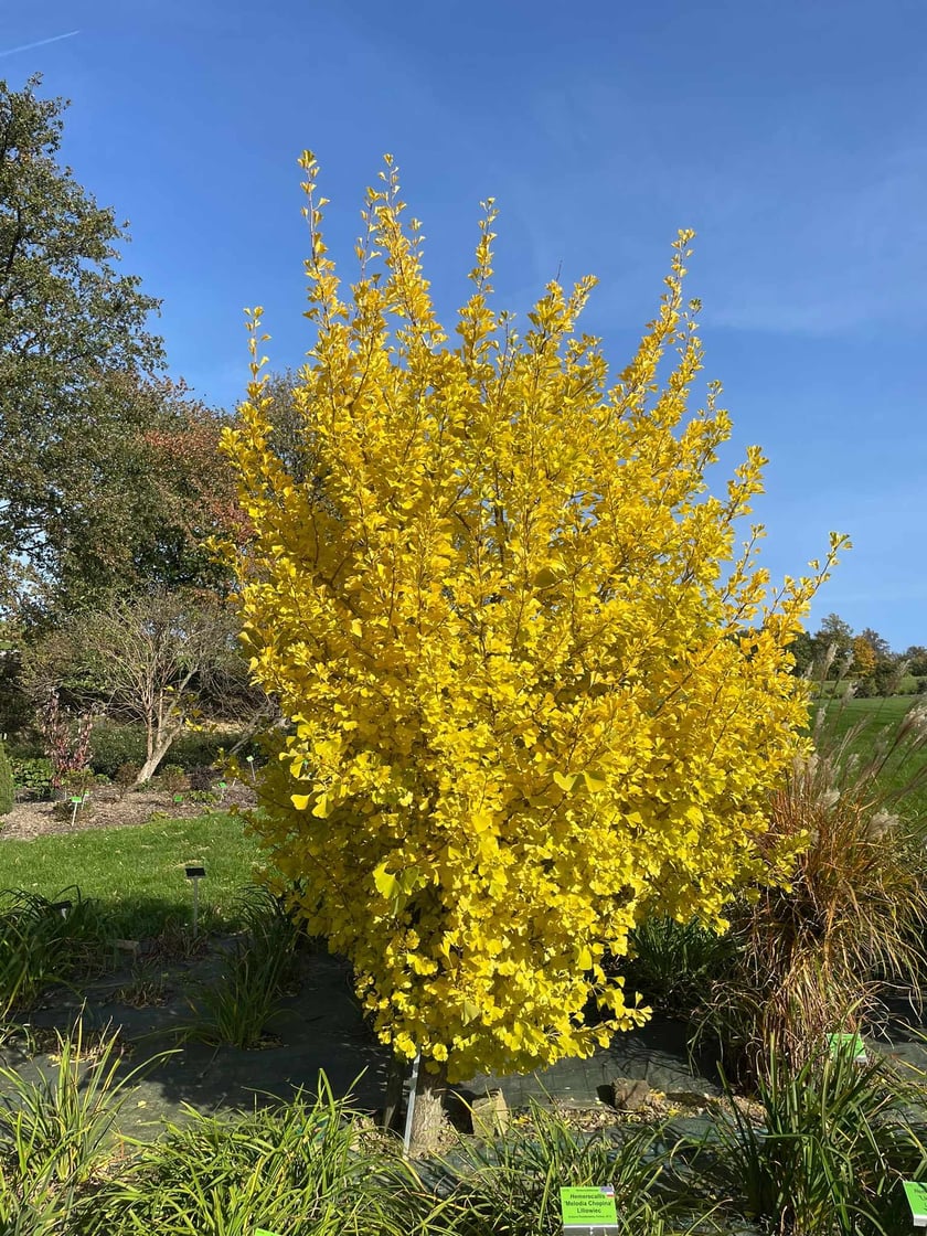 Arboretum Wojsławice jesienią