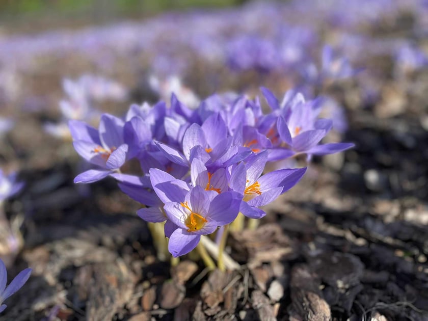 Arboretum Wojsławice jesienią