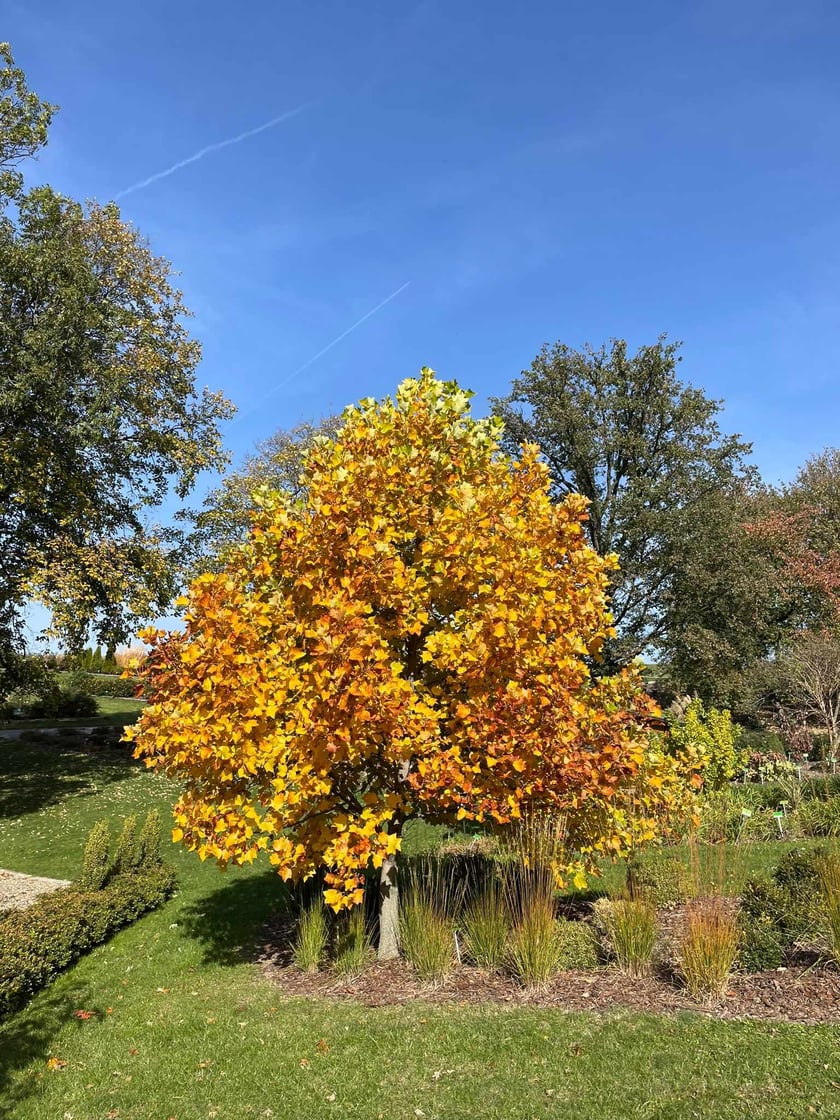 Arboretum Wojsławice jesienią