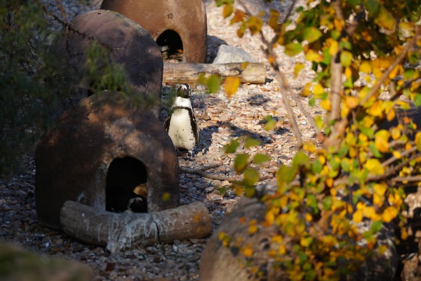 10. urodziny Afrykarium - 26.10.2024