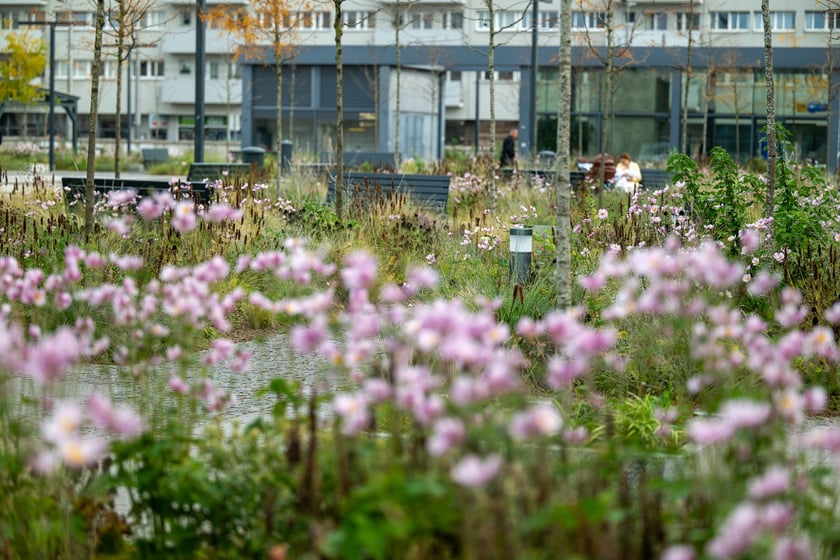 Jesienne zdjęcia placu Nowy Targ po zielonej rewolucji