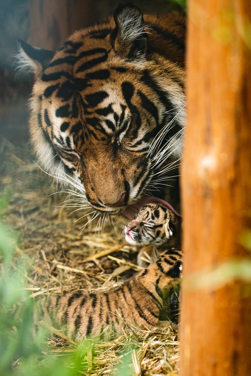 Małe tygrysy sumatrzańskie z wrocławskiego zoo